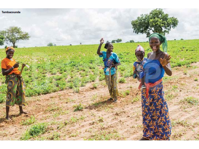 Amélioration de la Croissance des Cultures : Le Parcours d'Oumar Diouf avec l'Irrigation Goutte-à-Goutte DripTime ®