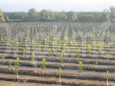 Drip Irrigation in Walnut