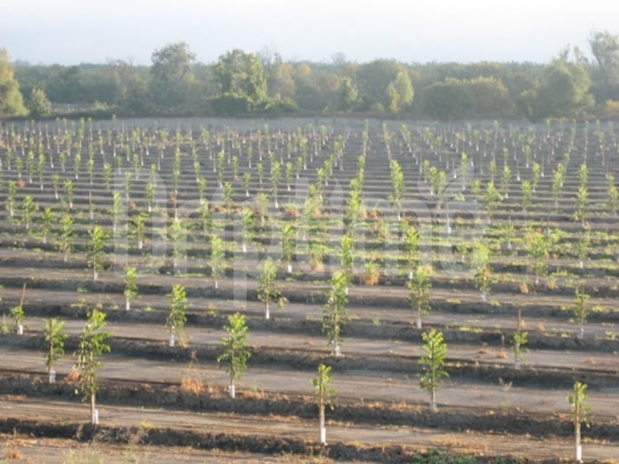 Drip Irrigation in Walnut