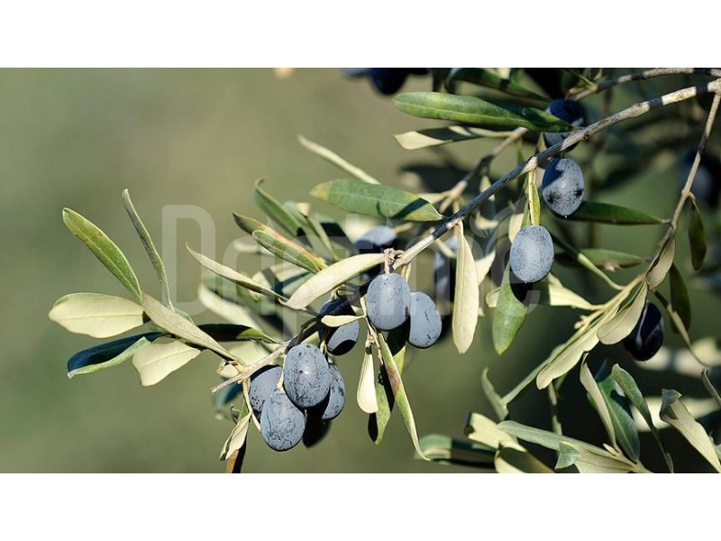 Boosting Olive Orchard Yield and Quality with Driptime Irrigation Solutions