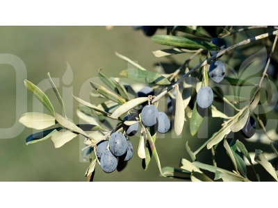 Boosting Olive Orchard Yield and Quality with Driptime Irrigation Solutions