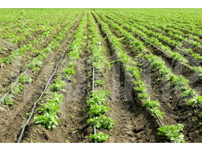 Drip Irrigation in Potato Farming: A Complete Guide — Powered by Driptime