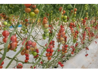 Driptime® Drip Irrigation Boosts Vegetable Yields in Morocco | Farmer Success Story