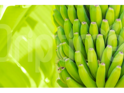 Irrigation Systems in Banana Greenhouses