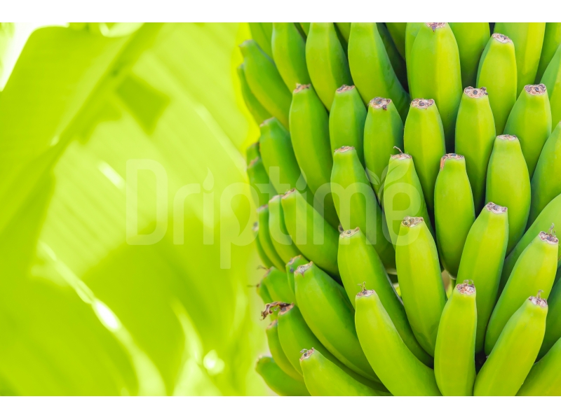 Irrigation Systems in Banana Greenhouses