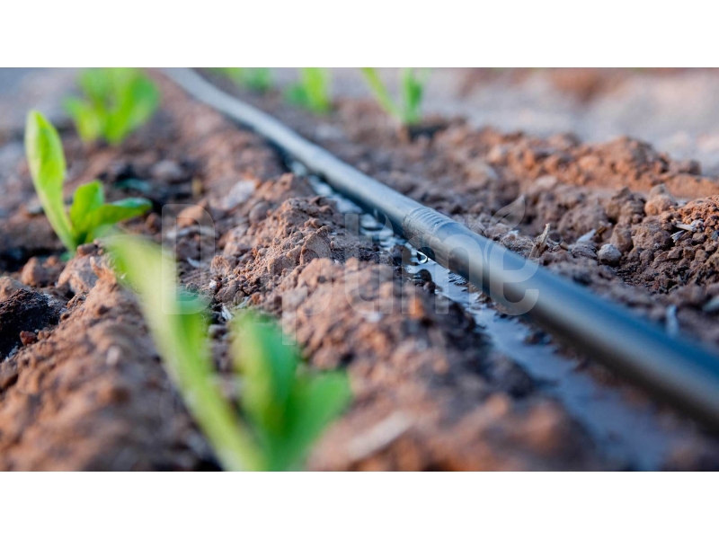 L'Irrigation Goutte-à-Goutte : Améliorer l'Efficacité des Systèmes d'Irrigation Agricole