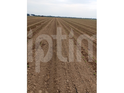 Small-Scale Irrigation: A Catalyst for Resilience and Nutrition – Enriched by Driptime Solutions