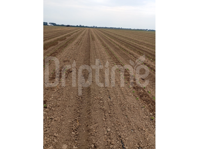 Small-Scale Irrigation: A Catalyst for Resilience and Nutrition – Enriched by Driptime Solutions