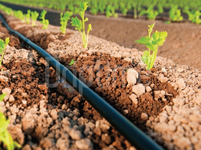 Drip Irrigation: Enhancing Efficiency in Crop Irrigation Systems