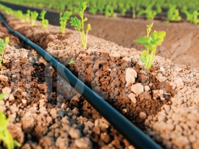 Drip Irrigation: Enhancing Efficiency in Crop Irrigation Systems