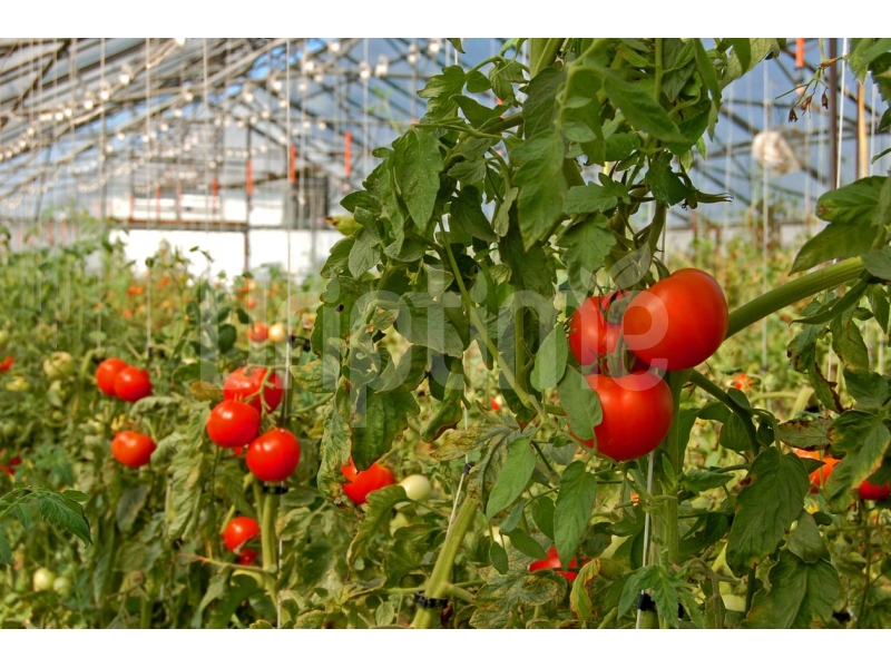 What is a Tomato Drip Irrigation System?