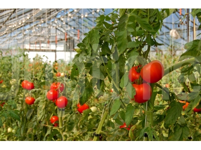 What is a Tomato Drip Irrigation System?
